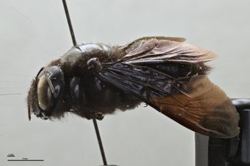 Media type: image;   Entomology 534799 Aspect: habitus lateral view